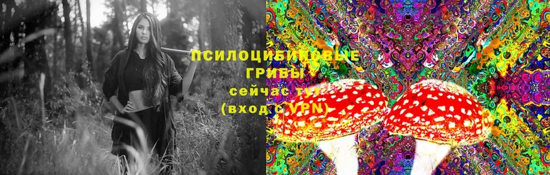 купить  цена  Гвардейск  Галлюциногенные грибы MAGIC MUSHROOMS 